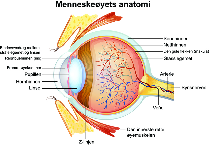 Makuladegenerasjon – en viktig årsak til blindhet / 2020 / Helsemagasinet vitenskap og fornuft