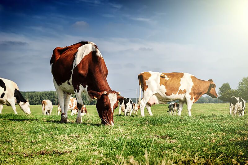Nei til klimaavgift på husdyrprodukter / 2015 / Helsemagasinet vitenskap og fornuft