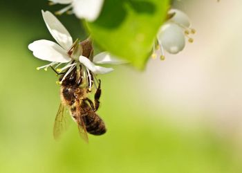 Honningbier trues av sprøytemidler og elektromagnetiske felter