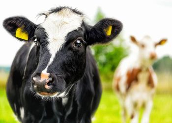 Glade kyr på beite gir sunnere kjøtt og melk samtidig som jorda tilføres viktig næring.
