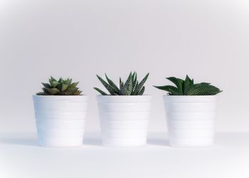 tre hvite potter på rad med grønne planter i, hvit bakgrunn
