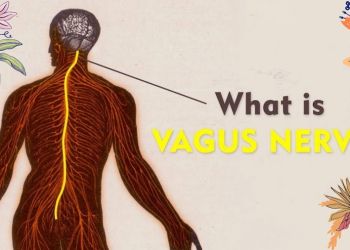 illustrajon av nerve i menneskets rygg