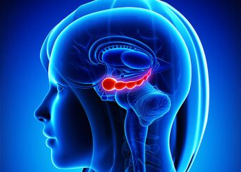 Hippocampus er en hjernestruktur som er sentral for hukommelsen og en av de viktigste delene som svekkes ved demens.