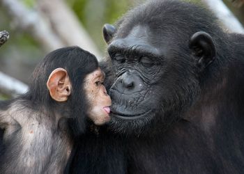 Mennesket og menneskeapene – her ved sjimpanser – antas å ha en felles stamform for mange millioner år siden, men vi stammer ikke direkte fra dem.