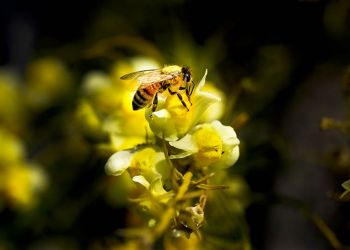 Elektromagnetiske felter forstyrrer honningbiers pollinering