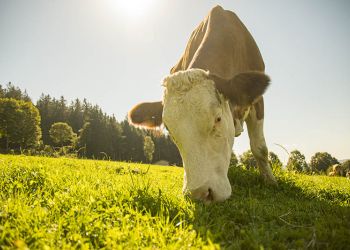 Beitende kyr gir sunn melk eller kjøtt og er bærekraftige.