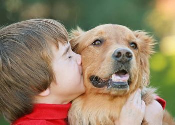 hund og barn - mindre allergi
