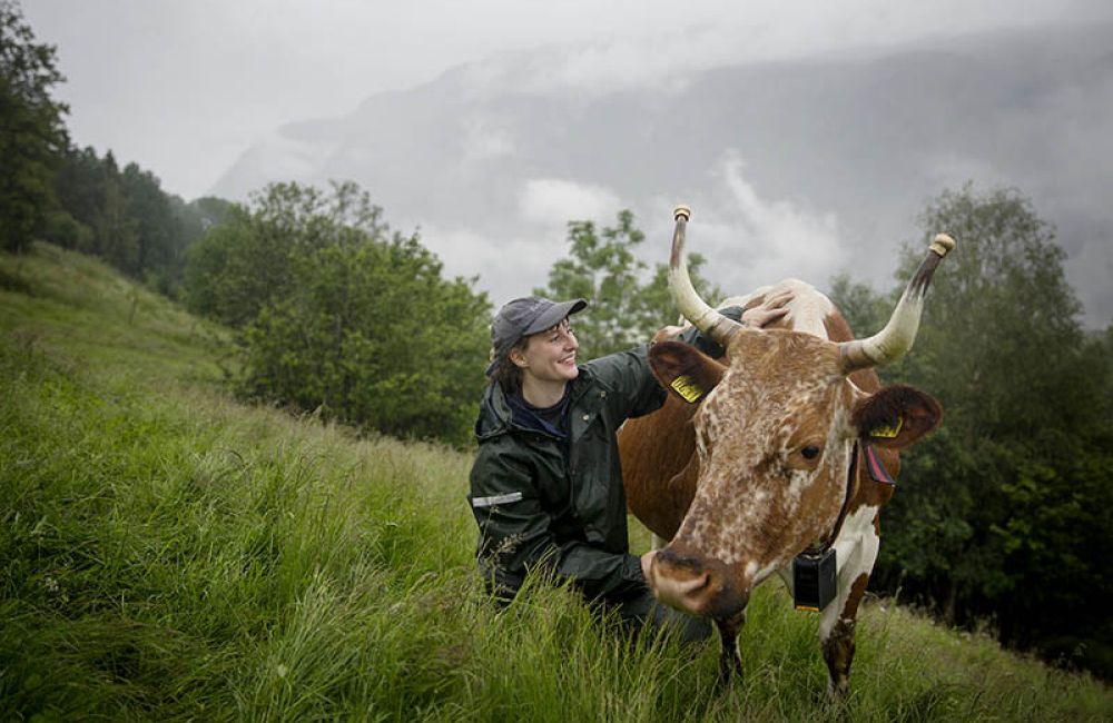 Kathrine Kinn (bildet) mener bønder som er igjen, er her av ren stahet og av kjærlighet til jord og dyr. Skal den norske matsikkerheten baseres på stahet, luft og kjærlighet?