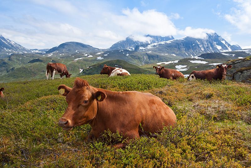 Trenger du en begrunnelse for å produsere mat i Norge? Vi har fem / 2016 / Helsemagasinet vitenskap og fornuft
