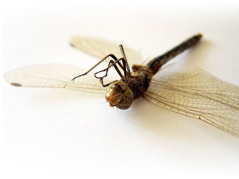 Insektgift skader også mennesket / 2011 / Helsemagasinet vitenskap og fornuft