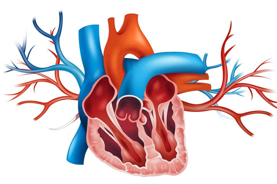Hjerteflimmer, kalium og magnesium / hjerte / Helsemagasinet vitenskap og fornuft
