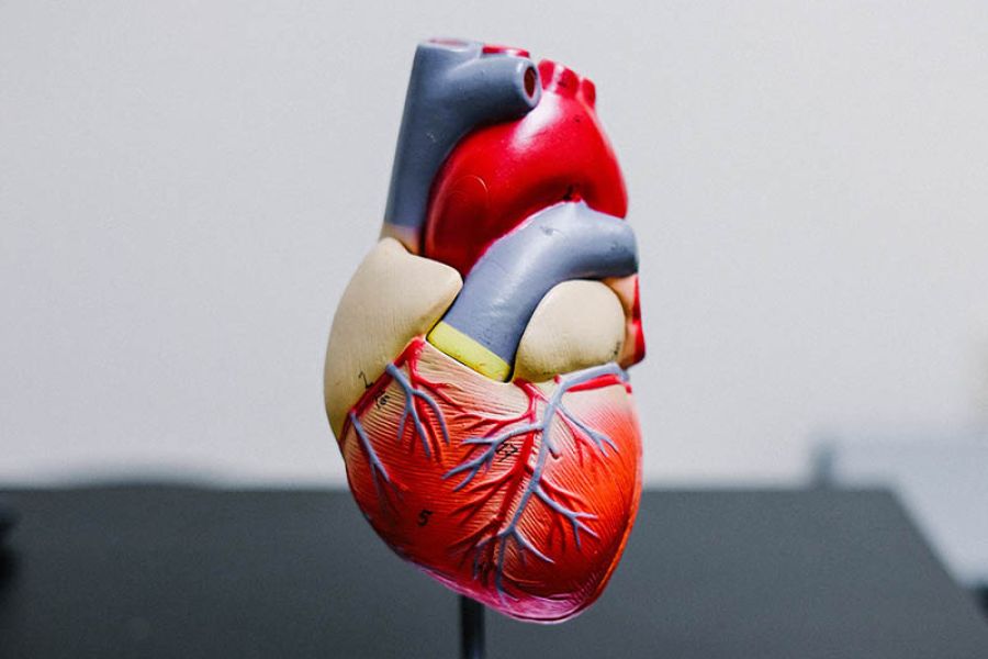 Hjerteflimmer, kalium og magnesium / hjerte- og karsykdom / Helsemagasinet vitenskap og fornuft