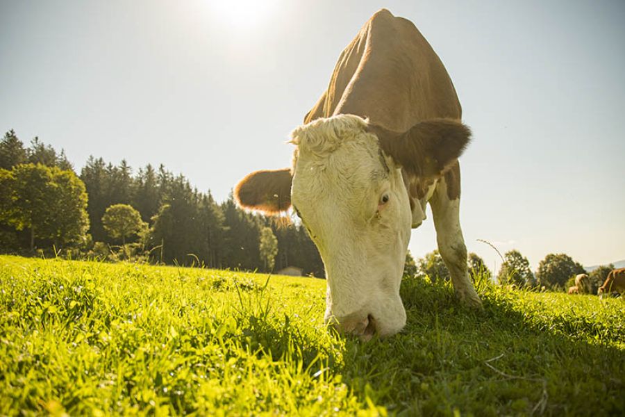 Klimamelk er avfettet melk fra kyr som er blitt tuklet med / Ernæring / Helsemagasinet vitenskap og fornuft