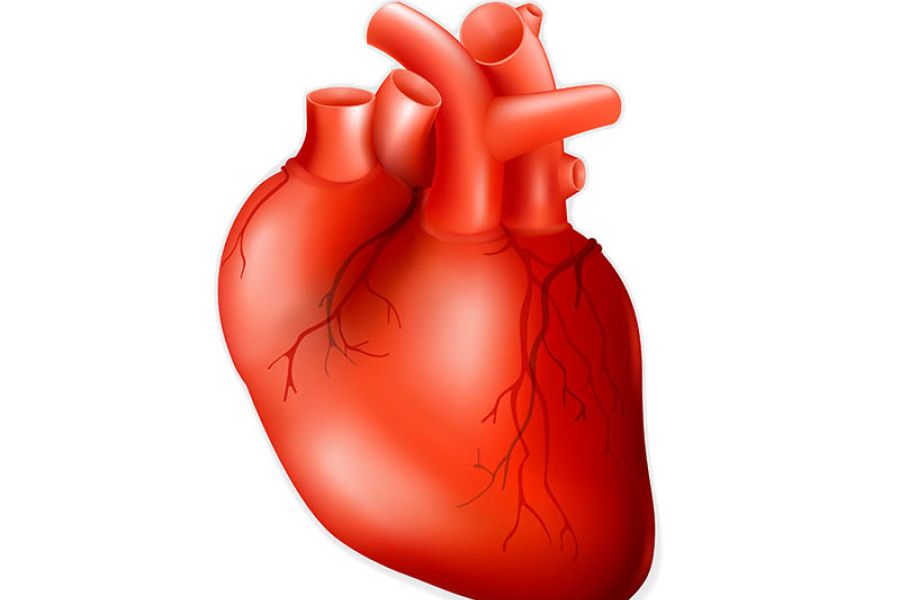 Hva er hjertets hovedfunksjon? / blodtrykk / Helsemagasinet vitenskap og fornuft