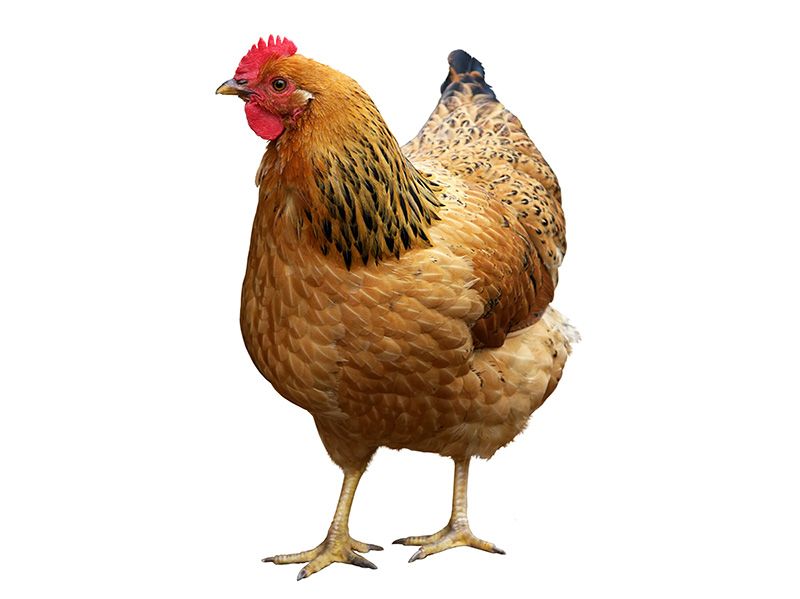 Frittgående høner gir vitamin D-rike egg / 2014 / Helsemagasinet vitenskap og fornuft