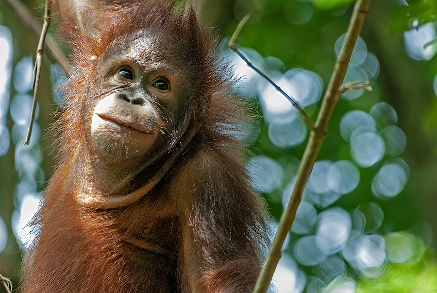 Orangutang behandler sår selv med medisinplante / 2024 / Helsemagasinet vitenskap og fornuft