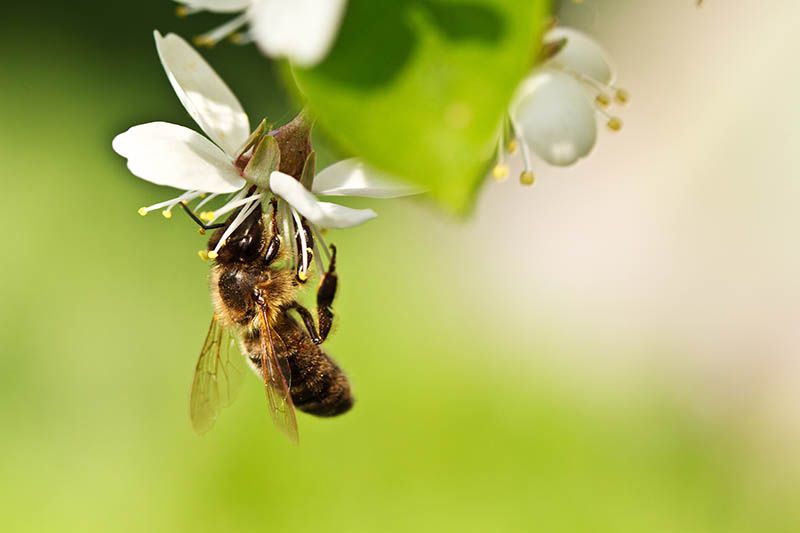 Honningbier trues av sprøytemidler og elektromagnetiske felter