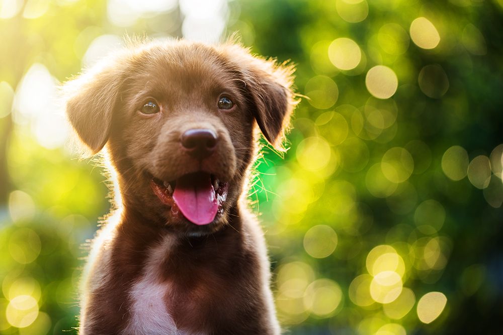 Hvorfor er hunder søtest når de er 8 uker gamle? / 2018 / Helsemagasinet vitenskap og fornuft