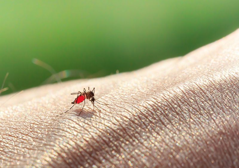 Malaria og tarmflora / 2016 / Helsemagasinet vitenskap og fornuft