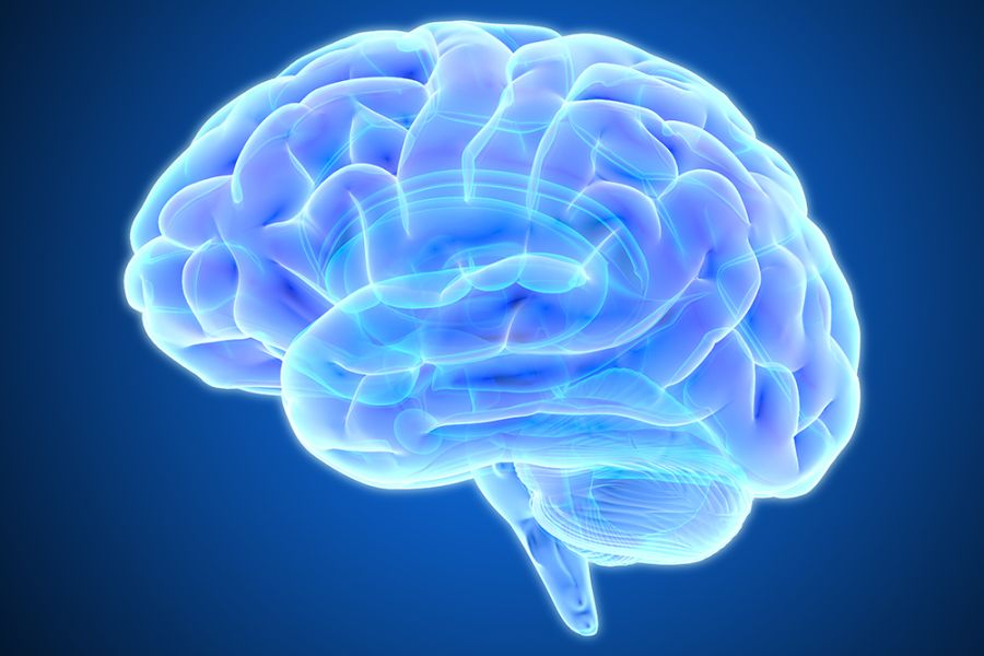 Inntak av flavanoler kan gi bedre hukommelse / hjerne / Helsemagasinet vitenskap og fornuft