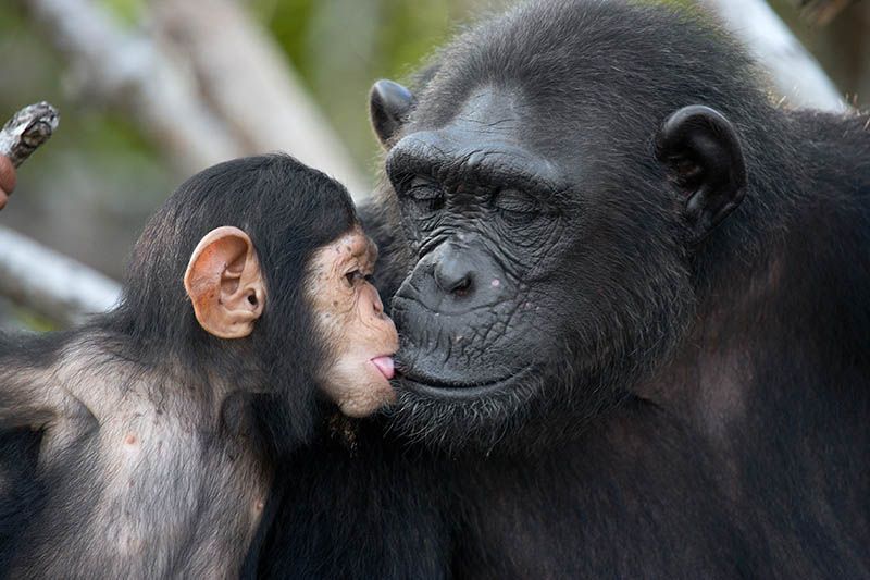 Mennesket og menneskeapene – her ved sjimpanser – antas å ha en felles stamform for mange millioner år siden, men vi stammer ikke direkte fra dem.