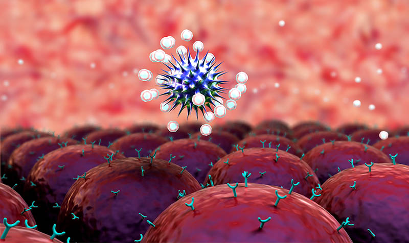 immunforsvar angriper virus