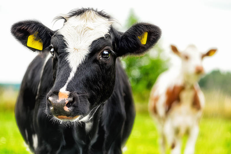 Glade kyr på beite gir sunnere kjøtt og melk samtidig som jorda tilføres viktig næring.